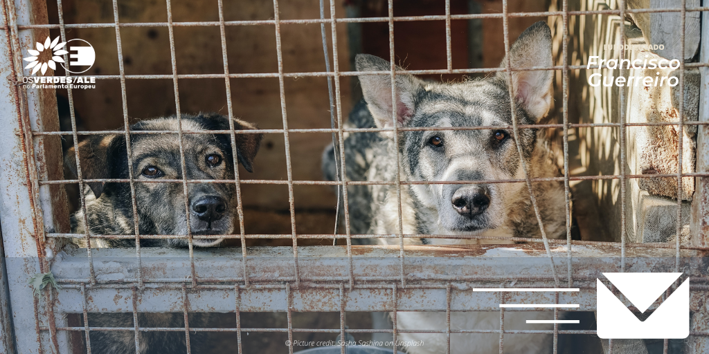 MEP calls for the end of illegal puppy farming