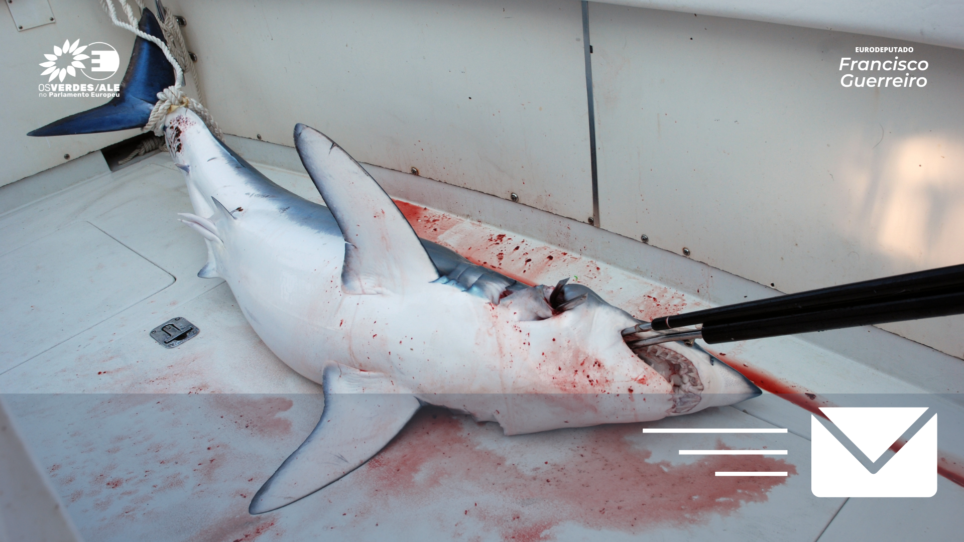 Eurodeputados apelam a UE a apoiar a proibição total da retenção dos tubarões-mako