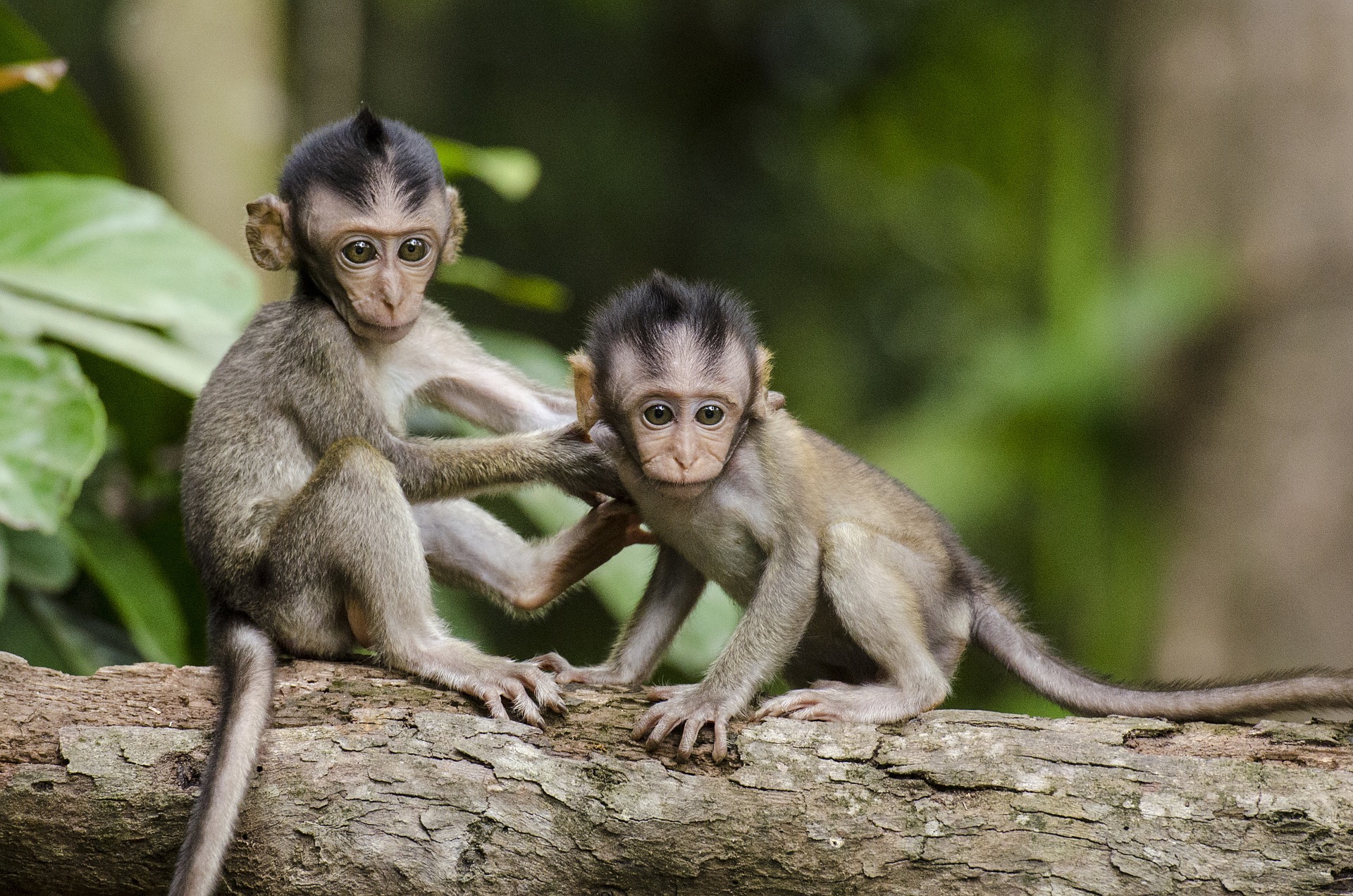 Eurodeputados querem saber de comércio de macacos cinomolgos selvagens capturados na Maurícia
