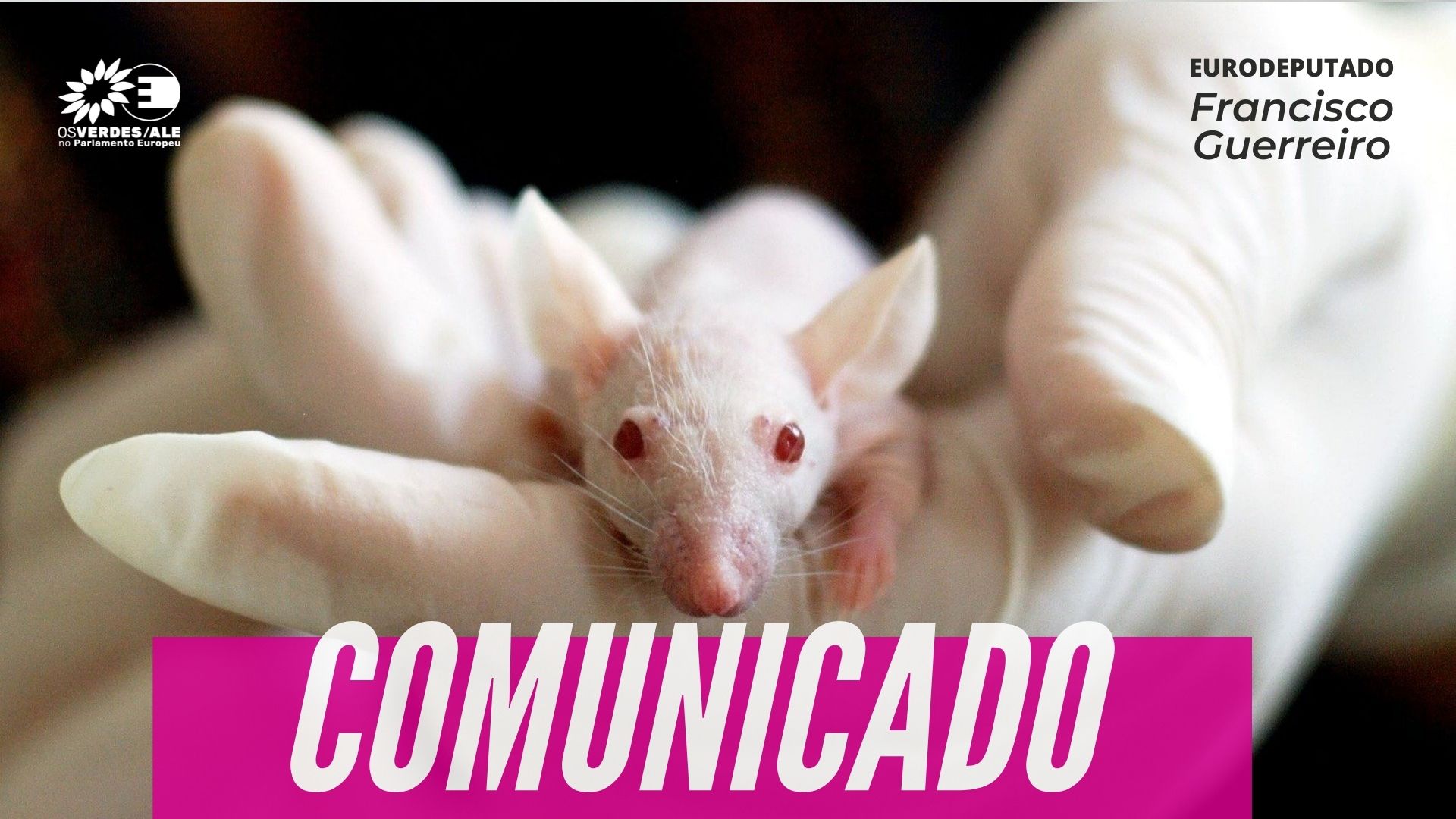 Parlamento Europeu pede redução concreta e coordenada de testes em animais