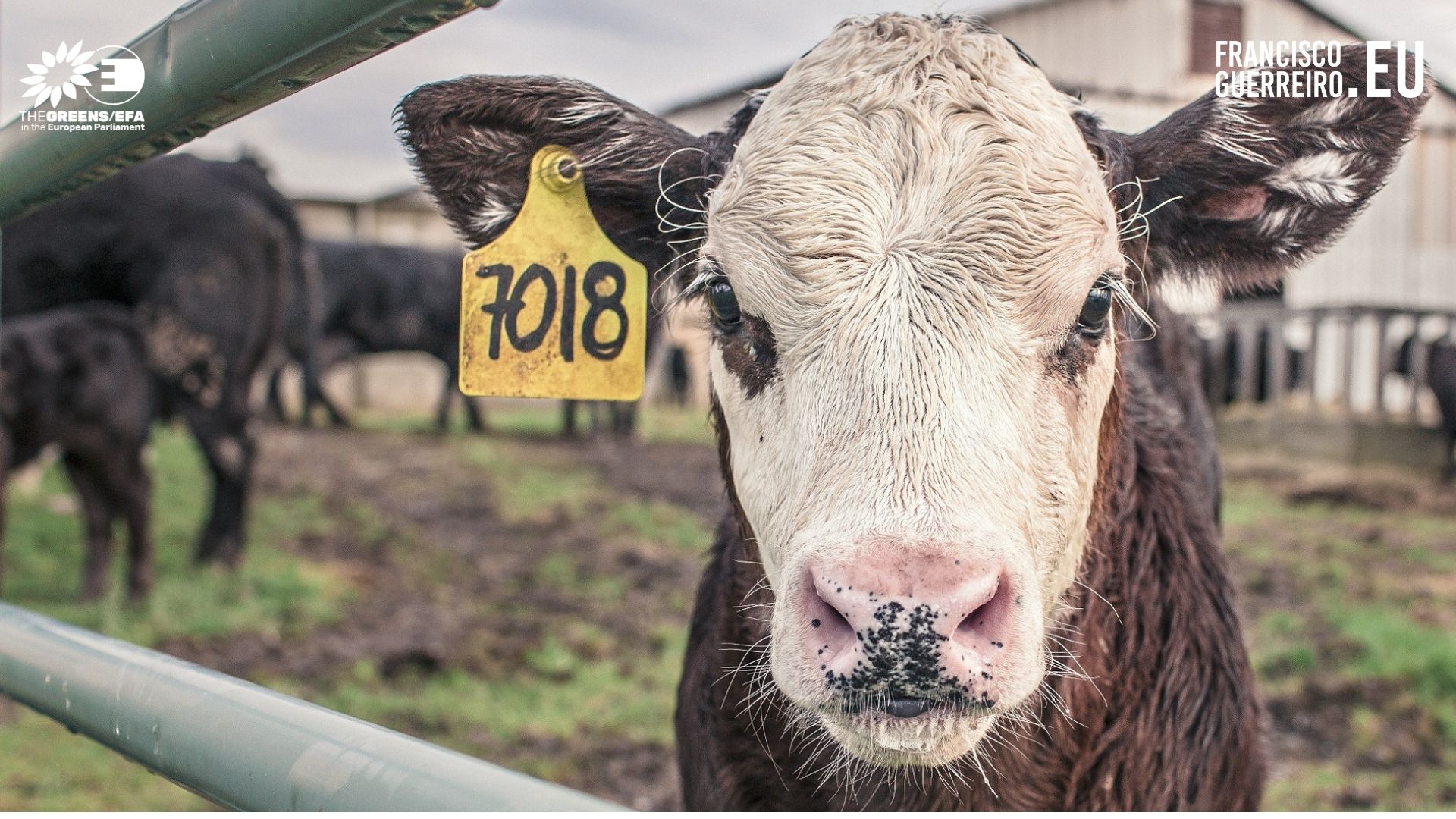 Comissão de Agricultura aprova relatório incoerente sobre a execução da legislação de bem-estar animal