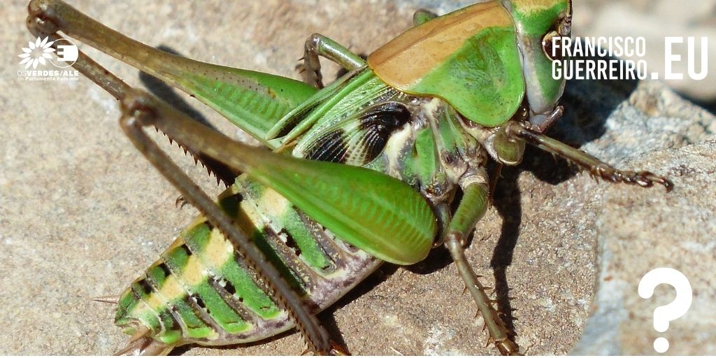 Guerreiro questiona Comissão sobre alimentação de animais à base de insectos