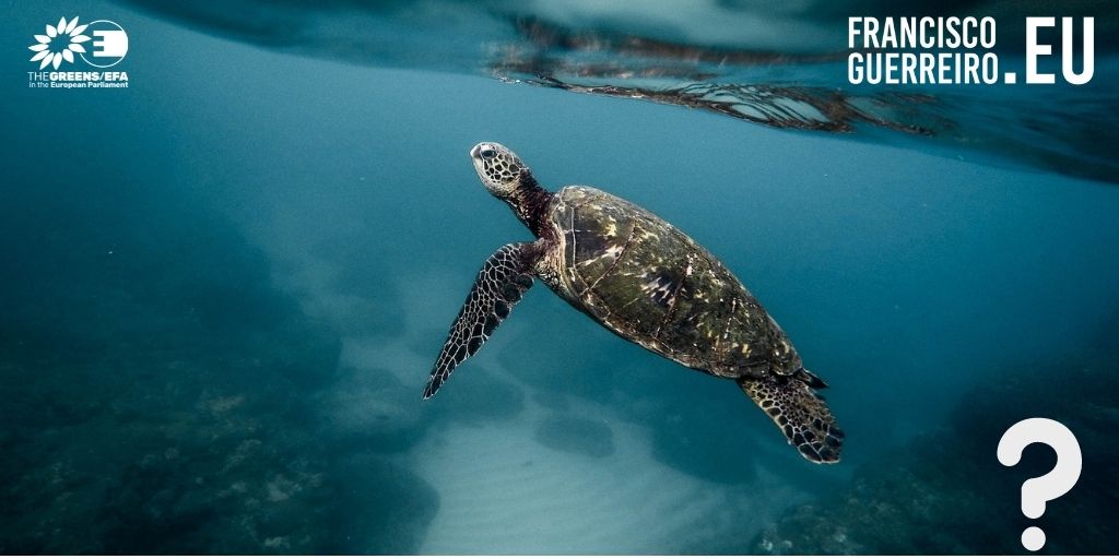 Espécies marinhas: Guerreiro preocupado com destino de capturas acessórias