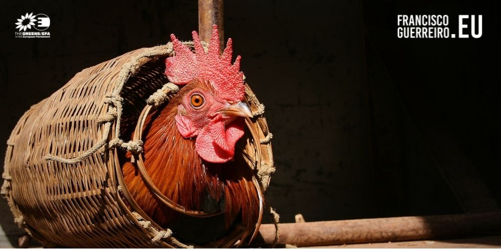 Eurodeputados querem respostas sobre Comissário Europeu da Saúde, Alimentação e Bem-Estar Animal