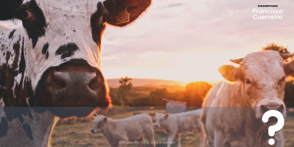 Estratégia Farm to Fork: Eurodeputado questiona exclusão de medidas restritivas para carne e lacticínios 