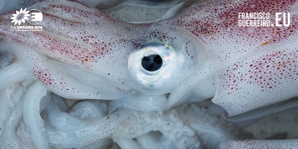 Legislação Bem-estar Animal da UE não contempla animais invertebrados, eurodeputados contestam