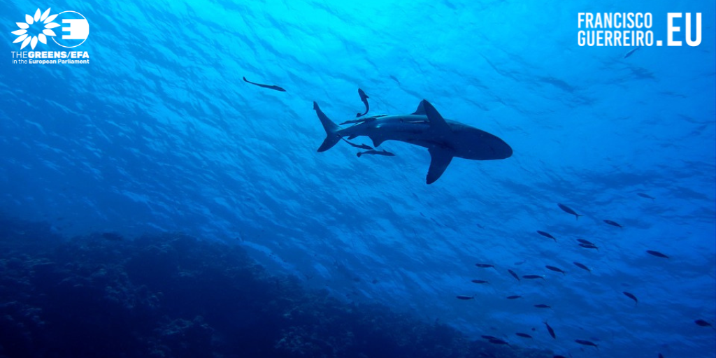 Eurodeputado Francisco Guerreiro preocupado com a conservação do tubarão-anequim 