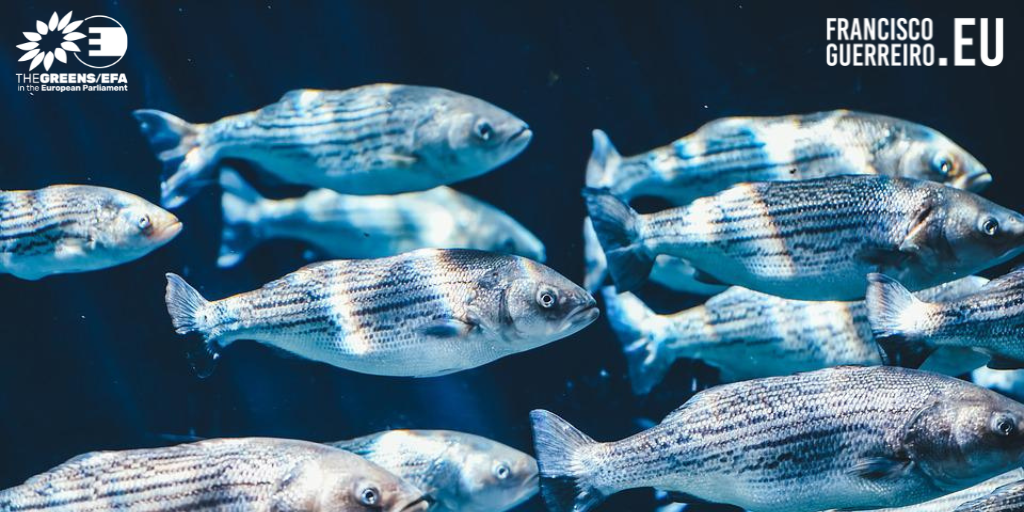 Eurodeputados questionam sobre a inclusão de regras sobre o transporte de peixes 