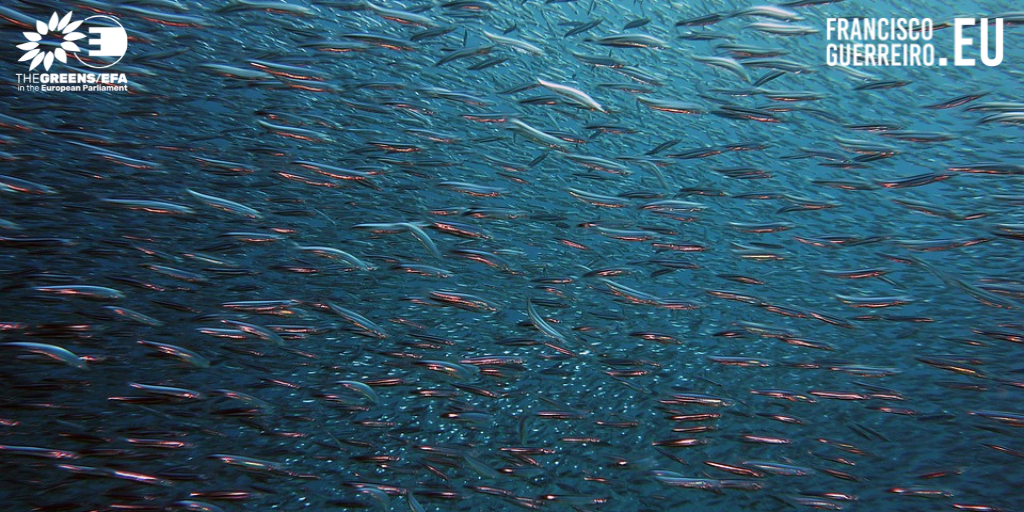 Eurodeputados questionam Comissão acerca da proibição da pesca com isco vivo