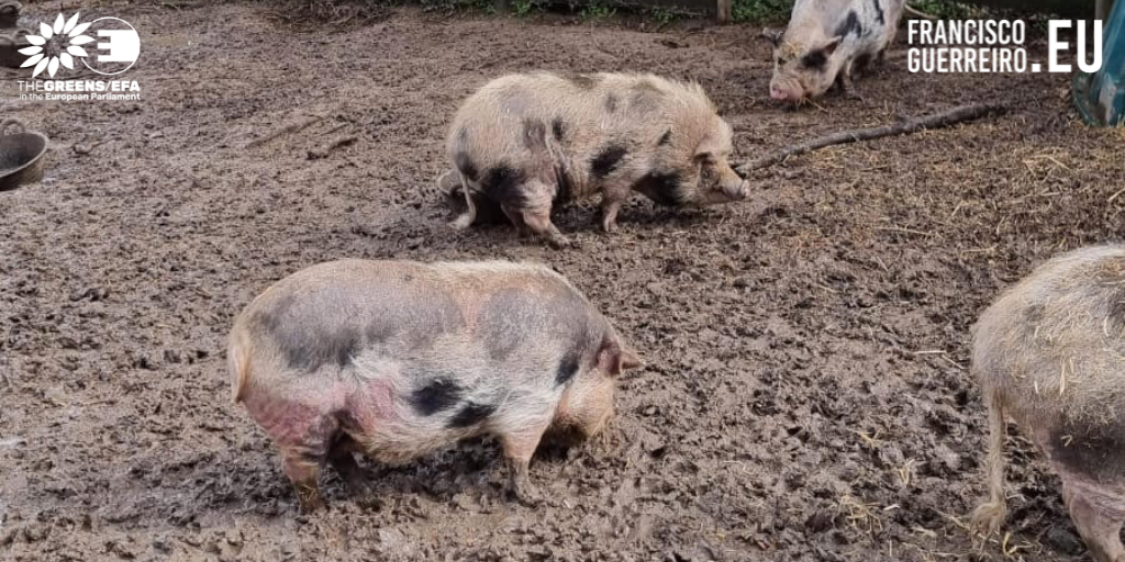 Francisco Guerreiro MEP visits animal sanctuary in Gembloux (Belgium)