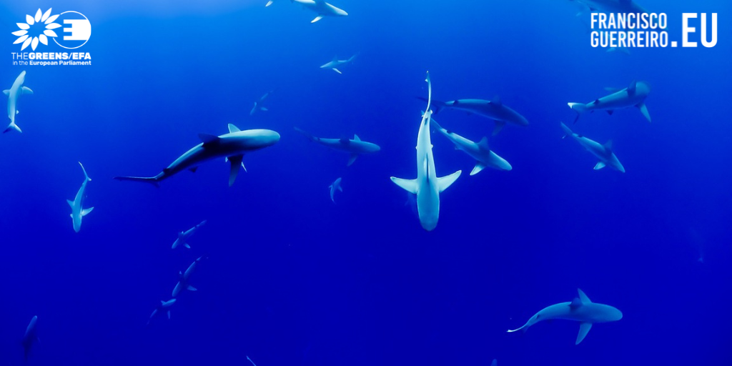 Eurodeputados dos Verde/ALE questionam Comissão sobre a exportação de barbatanas de tubarão para a Califórnia