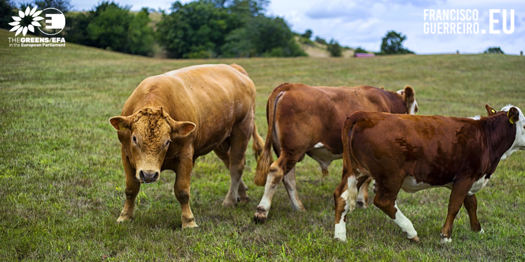Metano: Eurodeputados questionam Comissão Europeia acerca das emissões de metano na agricultura, nomeadamente na pecuária