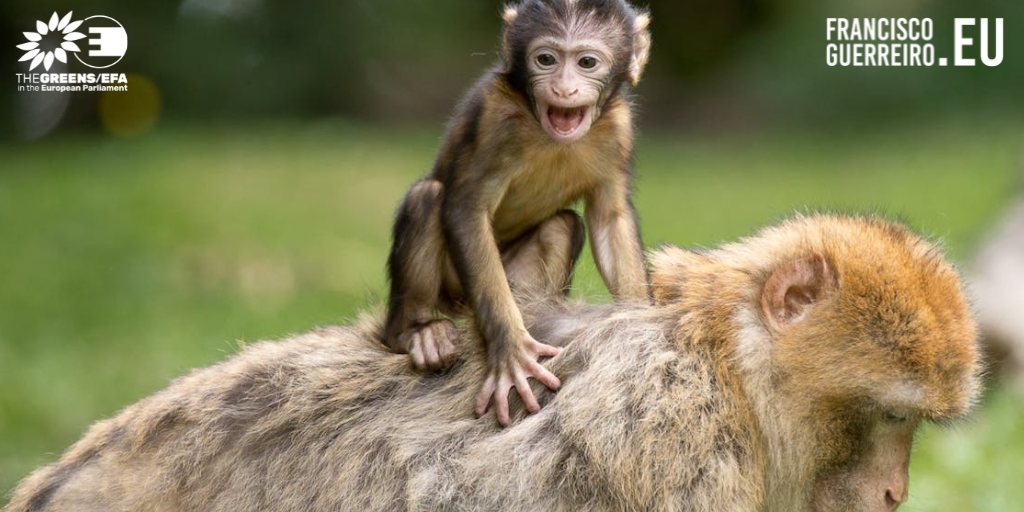 Importação de primatas: Eurodeputados questionam Comissão acerca da importação de primatas não humanos para a UE para fins de investigação e ensaios de toxicidade  