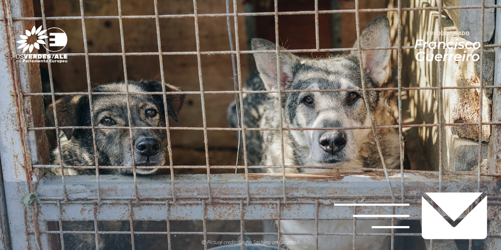 Eurodeputado pede fim das criações ilegais de cachorros