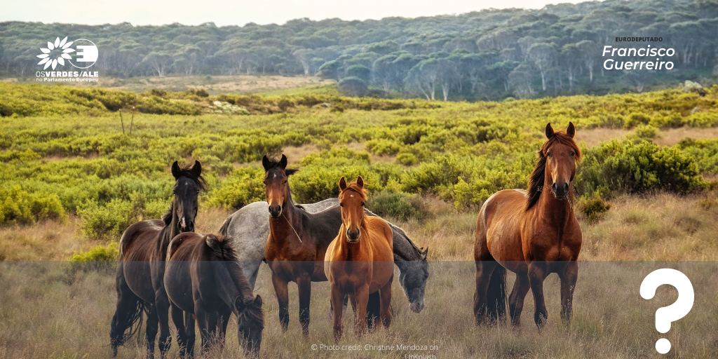 Pergunta à CE: O tratamento que recebem os cavalos em atividades ganadeiras na Galiza