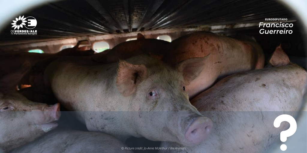 Pergunta à Comissão: Regulamento (CE) n.º 1/2005 - bem-estar animal durante o transporte