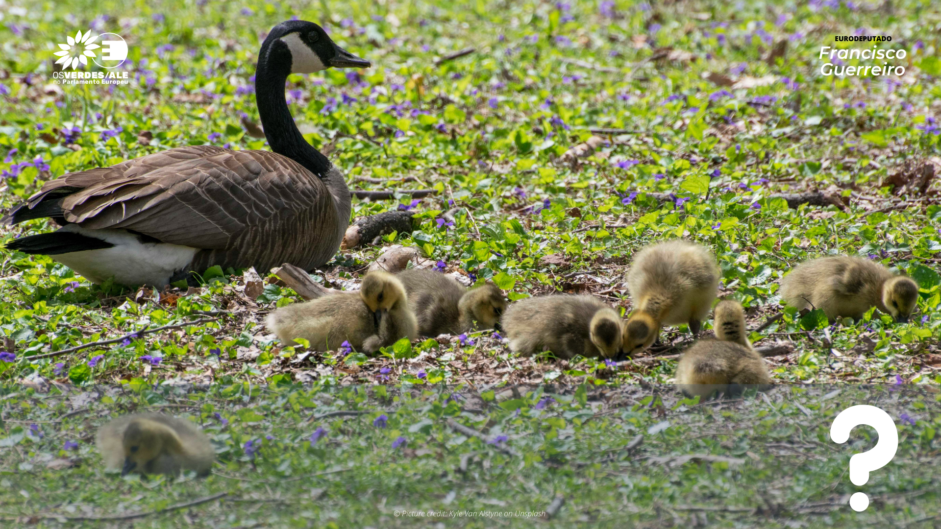 Pergunta à Comissão Europeia: «Foie Gras» na UE (I)