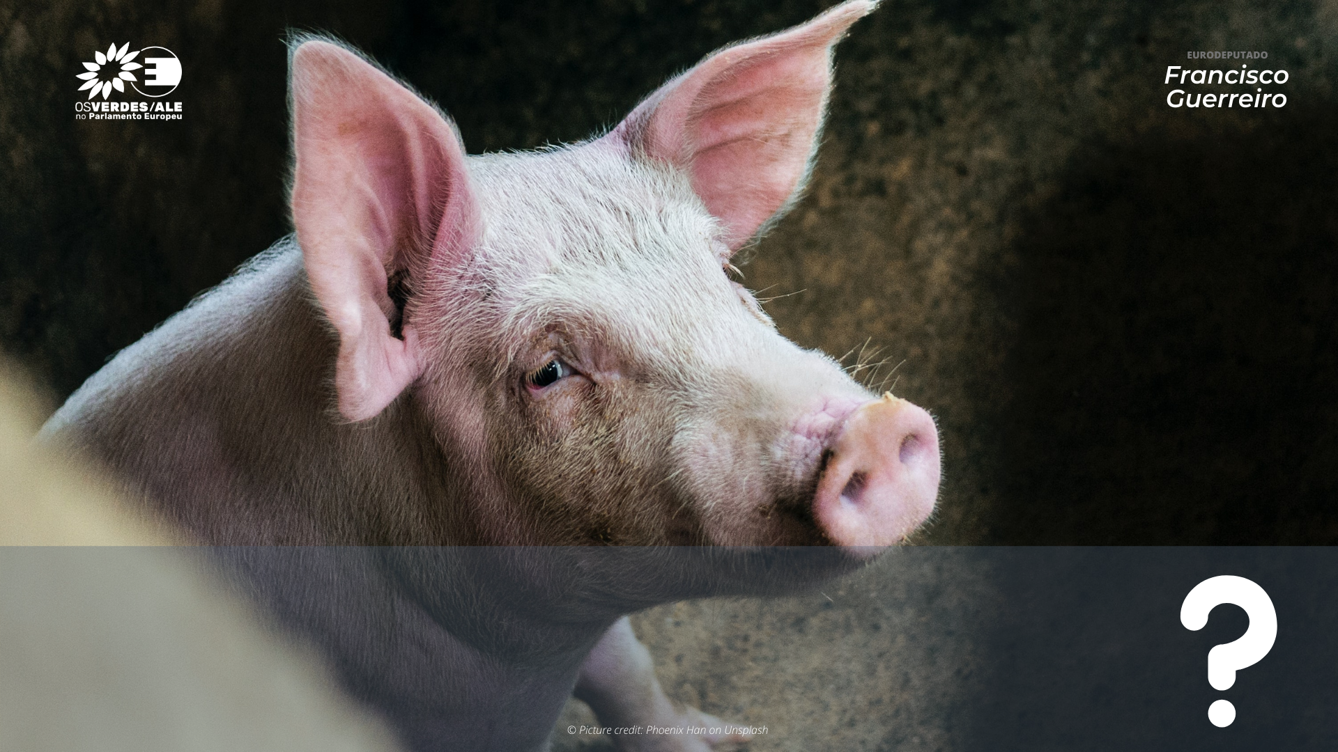 Pergunta à CE: Corte da cauda de suínos – Resposta da Comissão aos problemas de aplicação