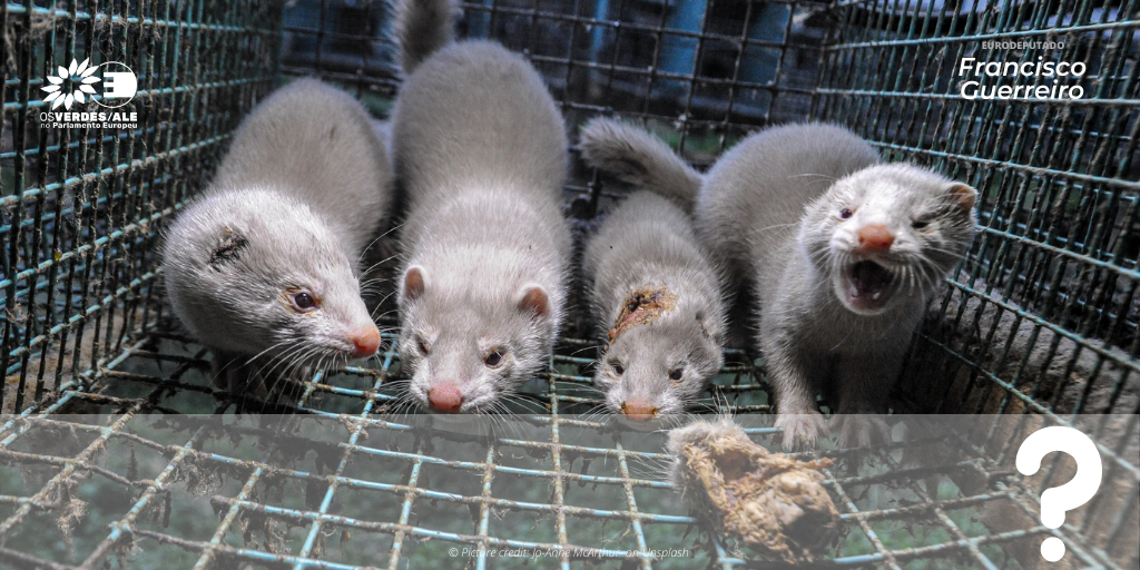Question to the EC: Cases of SARS-CoV-2 on mink farms