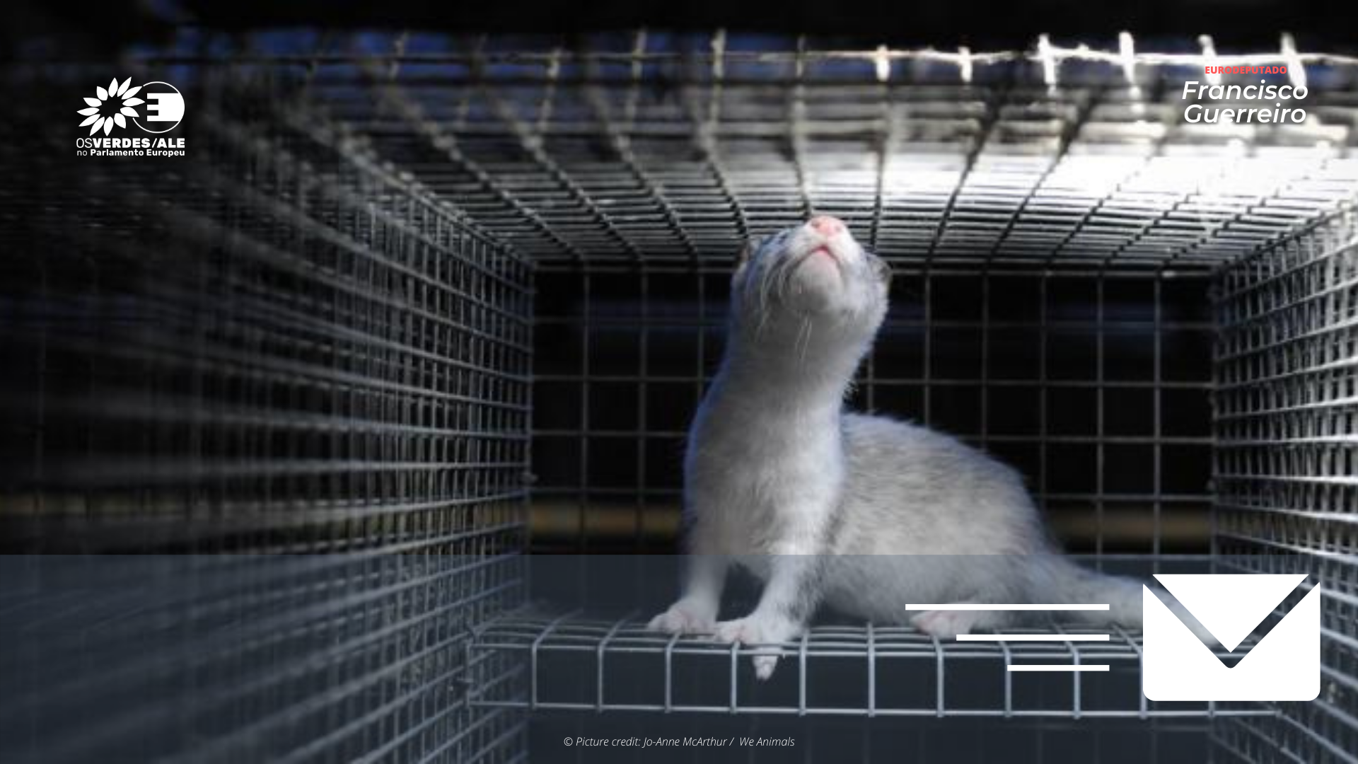 MEPs call for an end to the mink industry