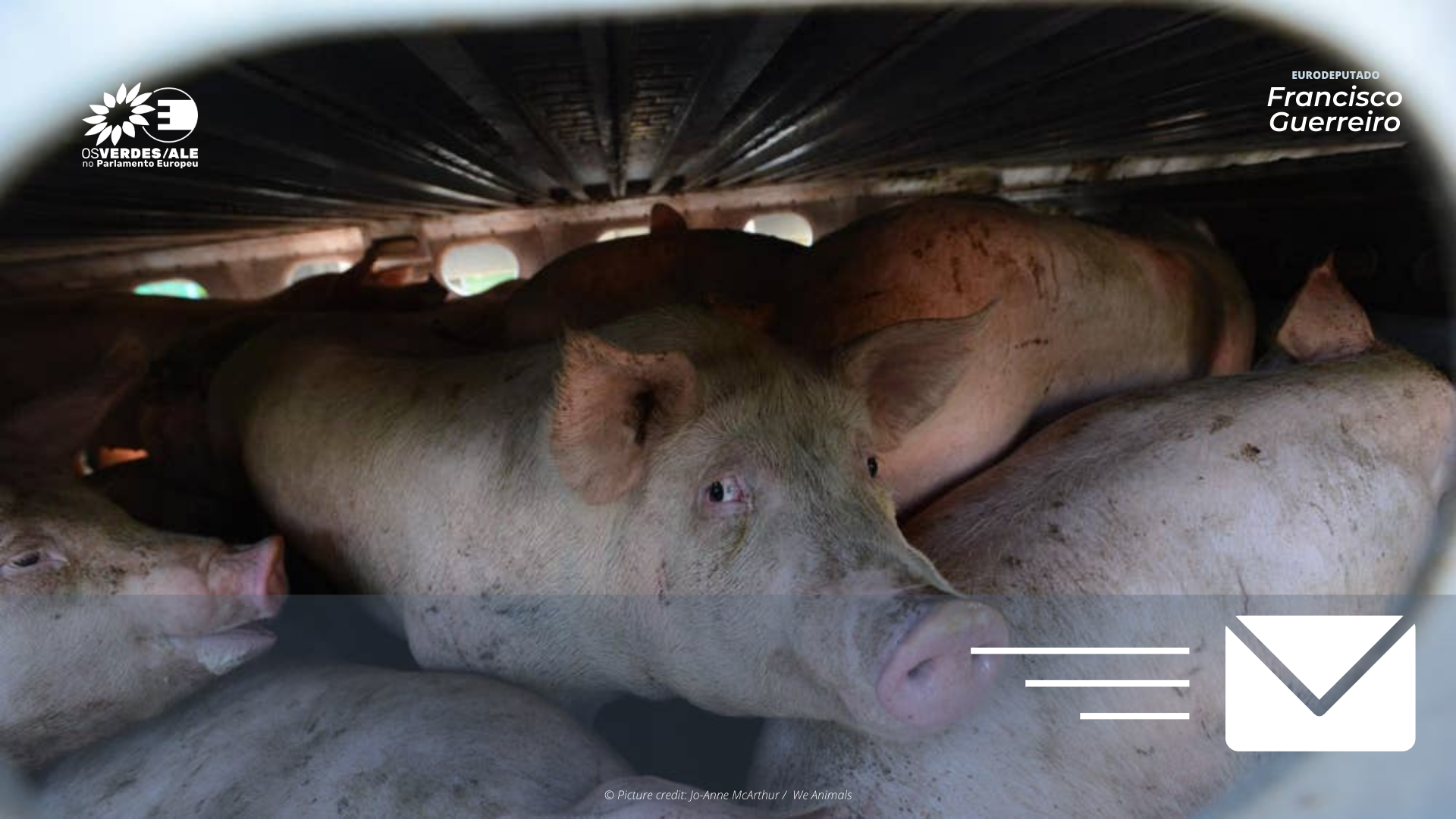 MEPs call for progress on live animal transport during the German Presidency