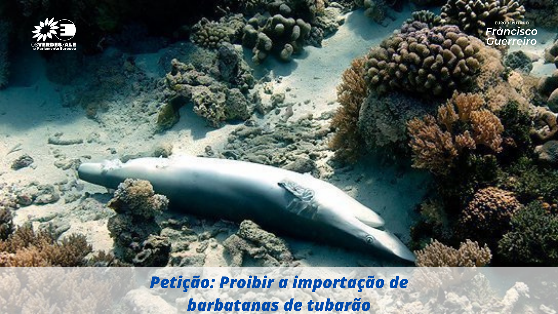 Eurodeputado Francisco Guerreiro assina petição para acabar com importações de barbatanas de tubarão