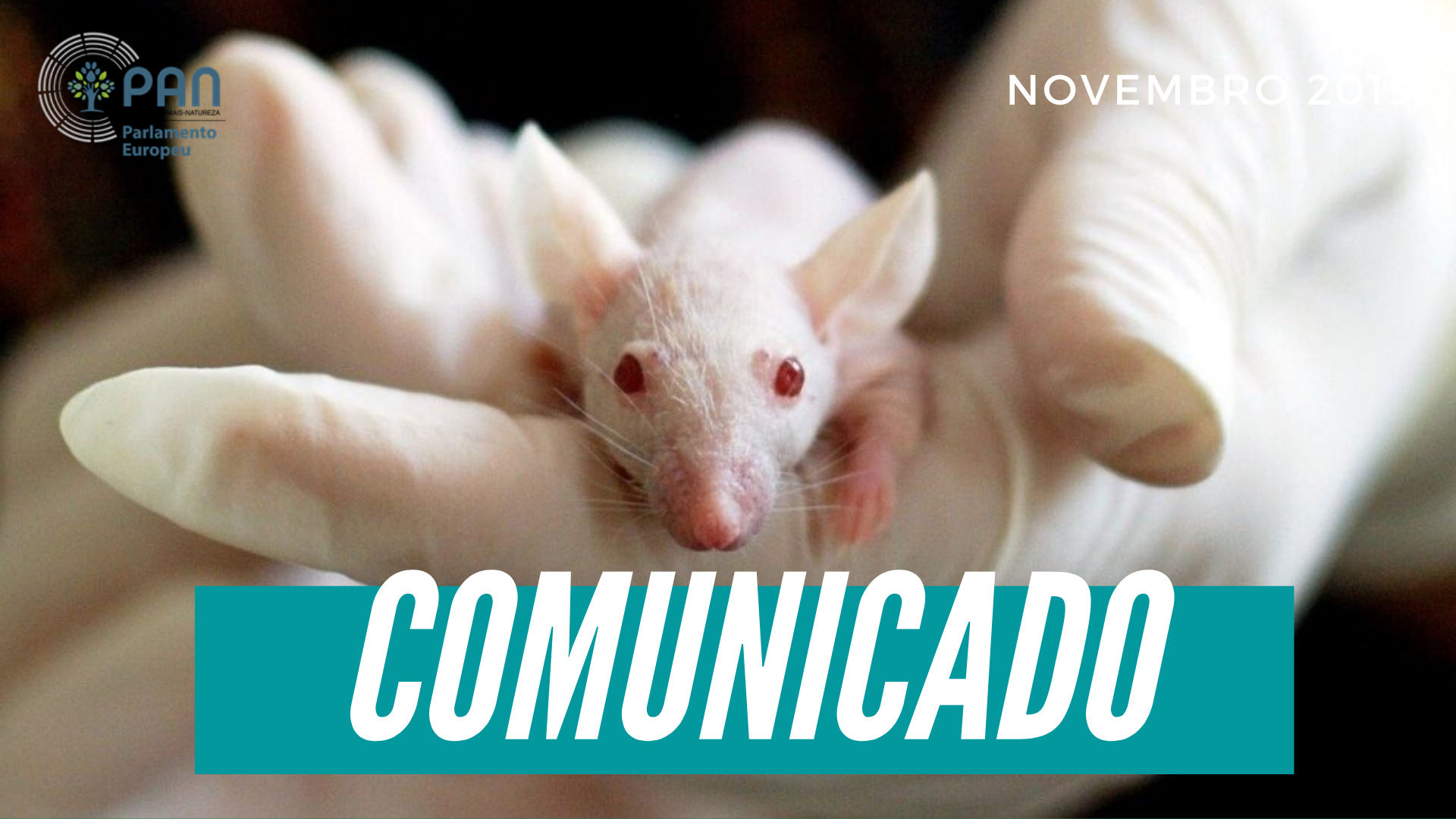 PAN MEP questions Commission about animal abuse scandal in German lab