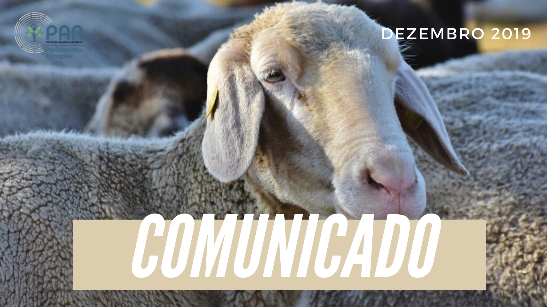 Eurodeputado do PAN questiona Comissão Europeia sobre sanções à Roménia após afogamento de milhares ovelhas